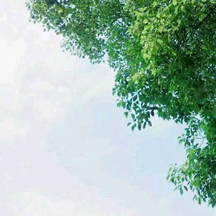 雪代缘（身份：雪代巴弟弟、上海黑帮老大、虎伏绝刀式使用者） - 体育赛事直播在线观看 - 线上看电影